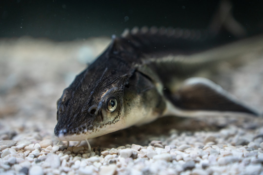 Bichir Care Guide: Ancient Predators With Prehistoric Charm
