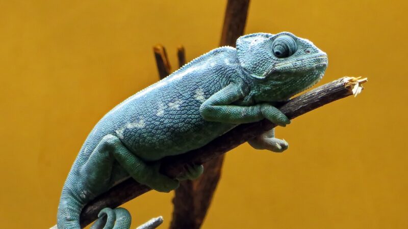 chameleon, reptile, nature, saurian, colors, animal, blue, carnivorous, insectivorous, vivarium