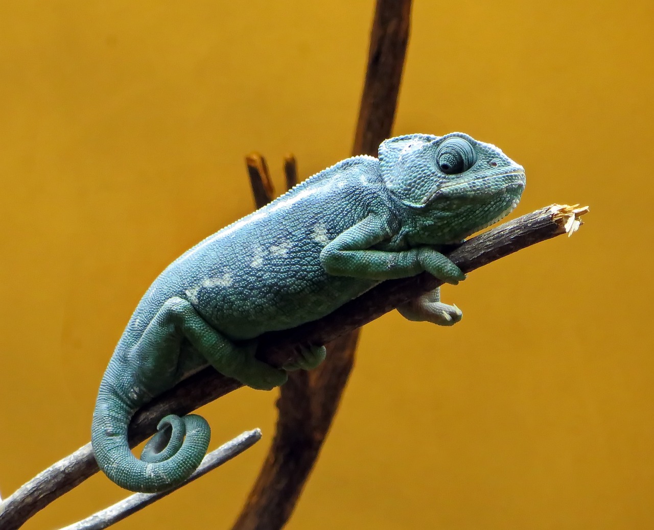 chameleon, reptile, nature, saurian, colors, animal, blue, carnivorous, insectivorous, vivarium