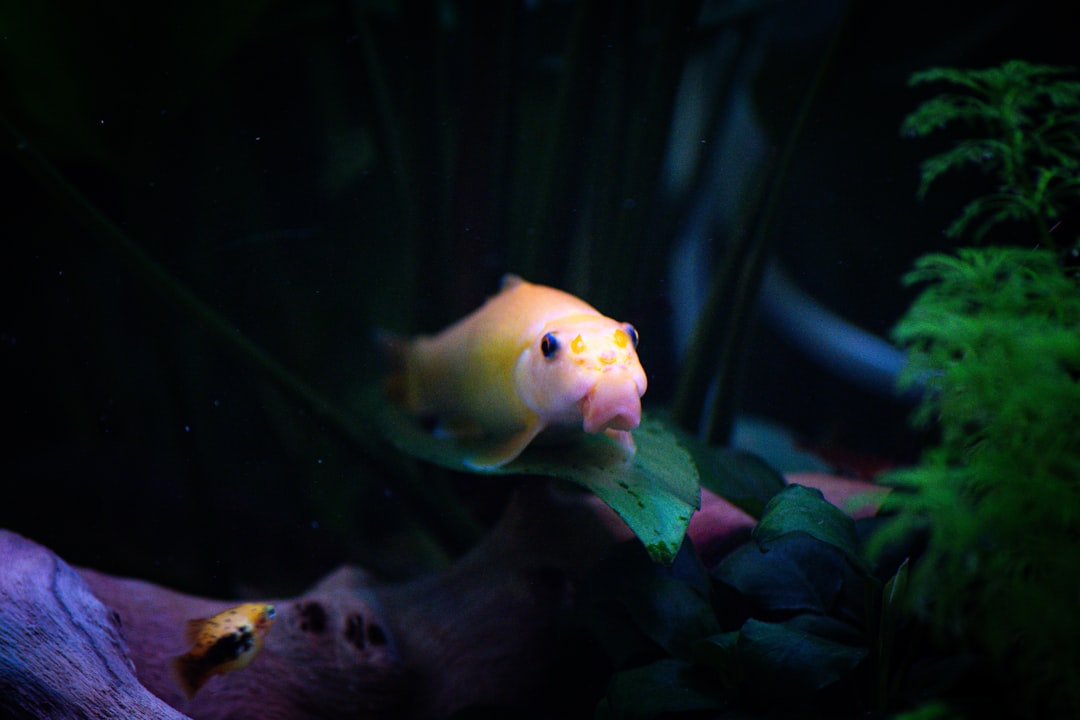 Biotope Contest Aquascaping: Authentic Habitat Recreation for Competitions