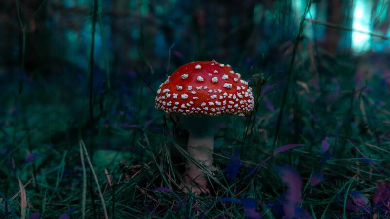 Biotope Mangrove Estuary Paludarium Design Guide