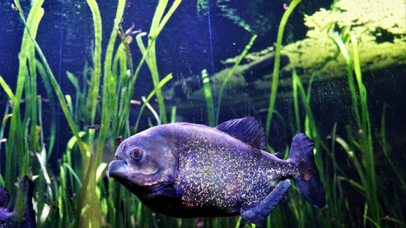 Black Algae Fish Tank Complete Guide: BBA Treatment