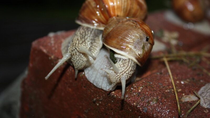 Black Devil Snail Care Guide: Faunus ater in Planted Tanks