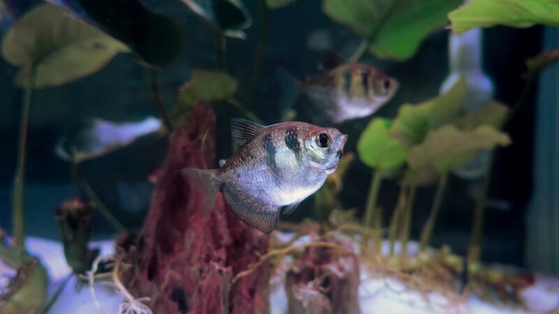 Black Skirt Tetra Care Guide: Bold Shape and Easy Keeping