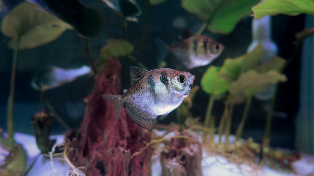 Black Skirt Tetra Care Guide: Bold Shape and Easy Keeping