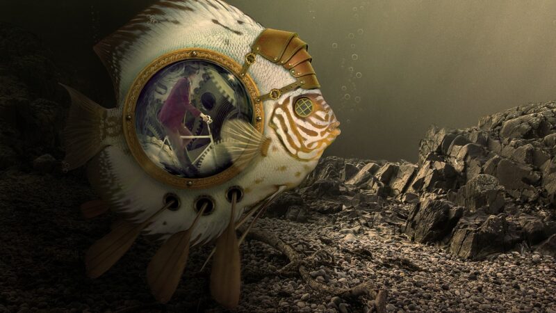 Blackwater Botanicals Guide: Indian Almond Leaves, Alder Cones and Pods