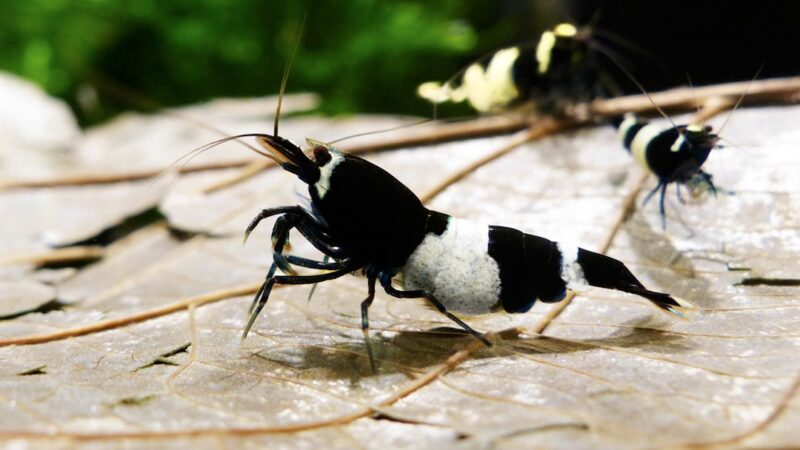 Amano Shrimp Care Guide: The Ultimate Algae-Eating Machine