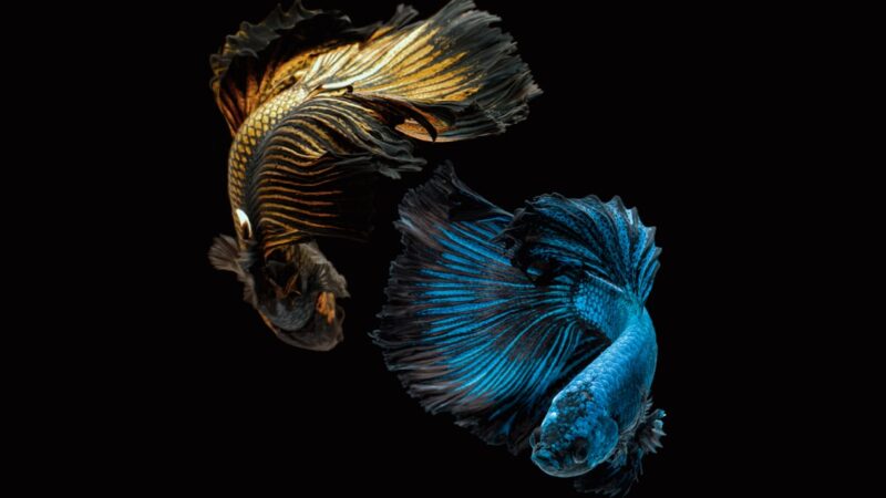 Complete Betta Fish Care Guide