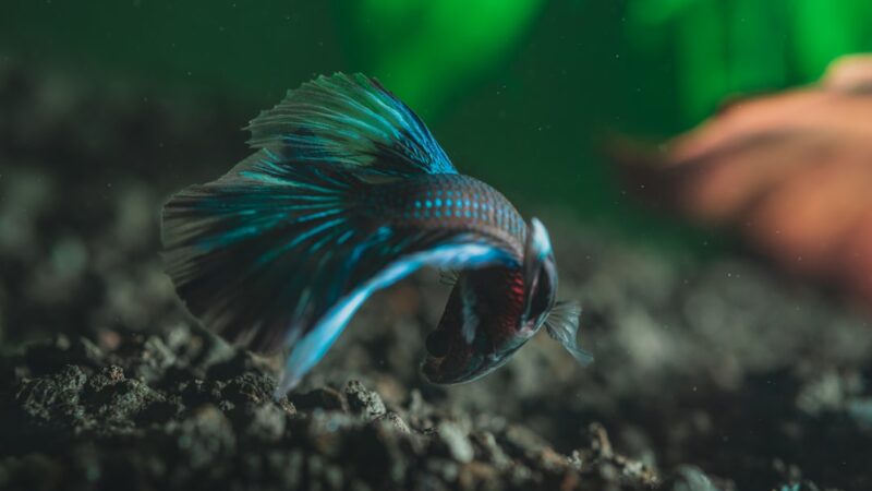 How Long Do Betta Fish Live? Lifespan Guide and Tips
