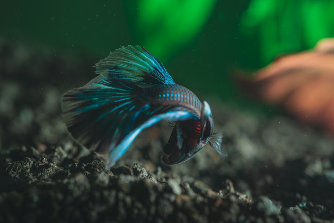 How Long Do Betta Fish Live? Lifespan Guide and Tips