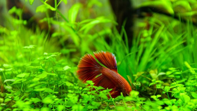 The Complete Betta Fish Tank Setup Guide