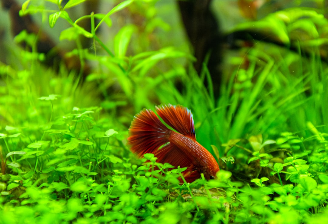 The Complete Betta Fish Tank Setup Guide