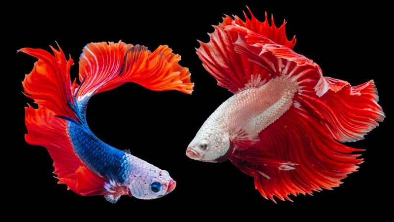 Types of Betta Fish: Complete Visual Guide to Every Variety