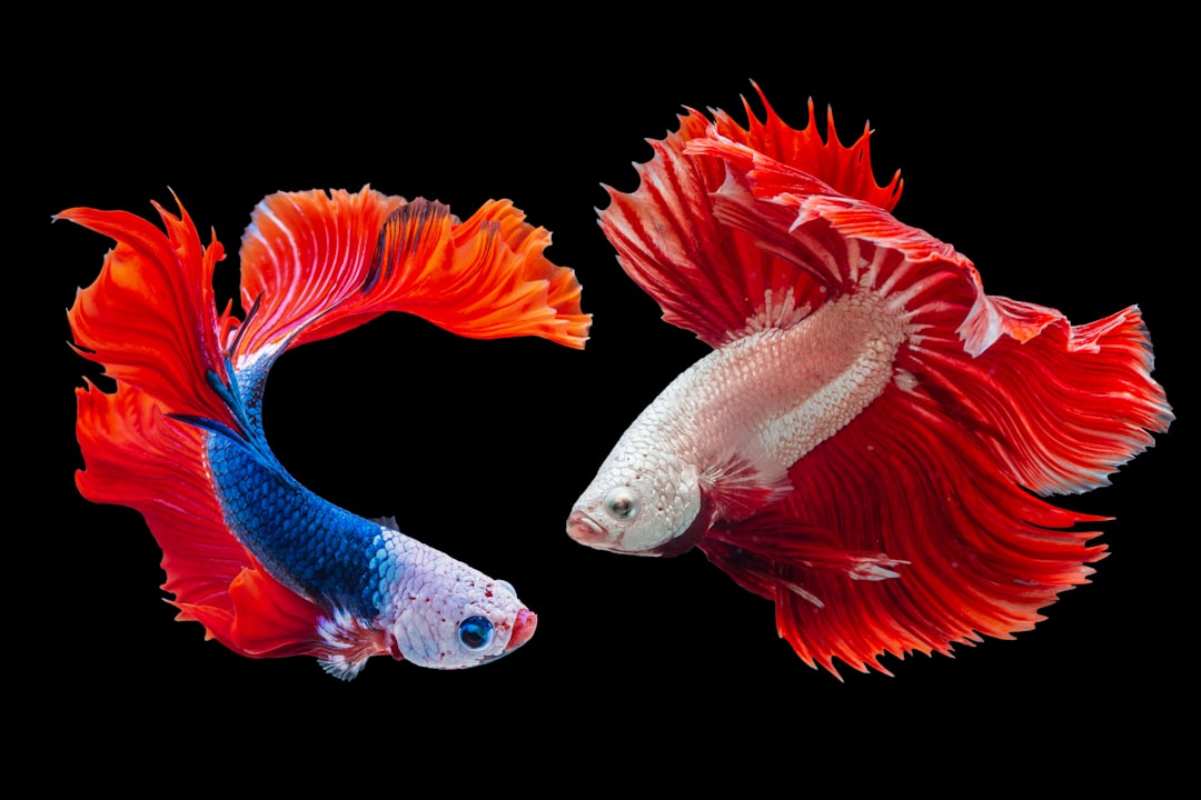 Types of Betta Fish: Complete Visual Guide to Every Variety