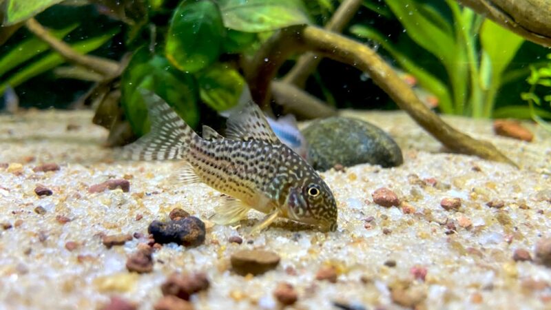 Bottom Feeder Fish: 12 Best Species for a Clean Aquarium