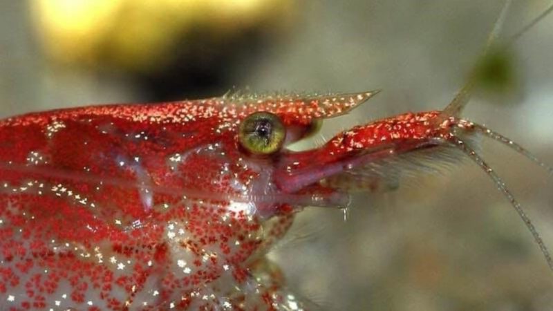 Cherry Shrimp Care Guide: Complete Guide to Neocaridina