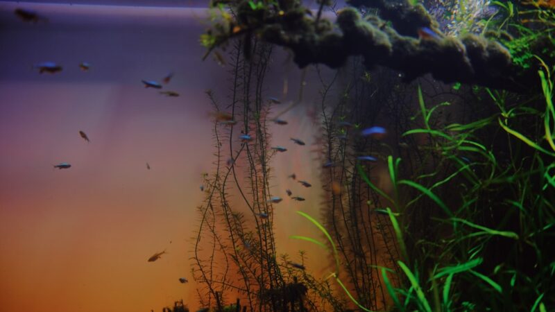 Why Is My Fish Tank Cloudy? Causes and How to Fix It