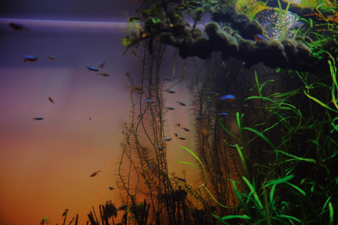 Why Is My Fish Tank Cloudy? Causes and How to Fix It
