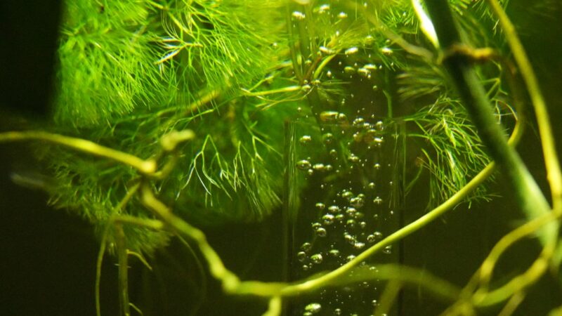 Top 10 Easy Aquarium Plants for Beginners