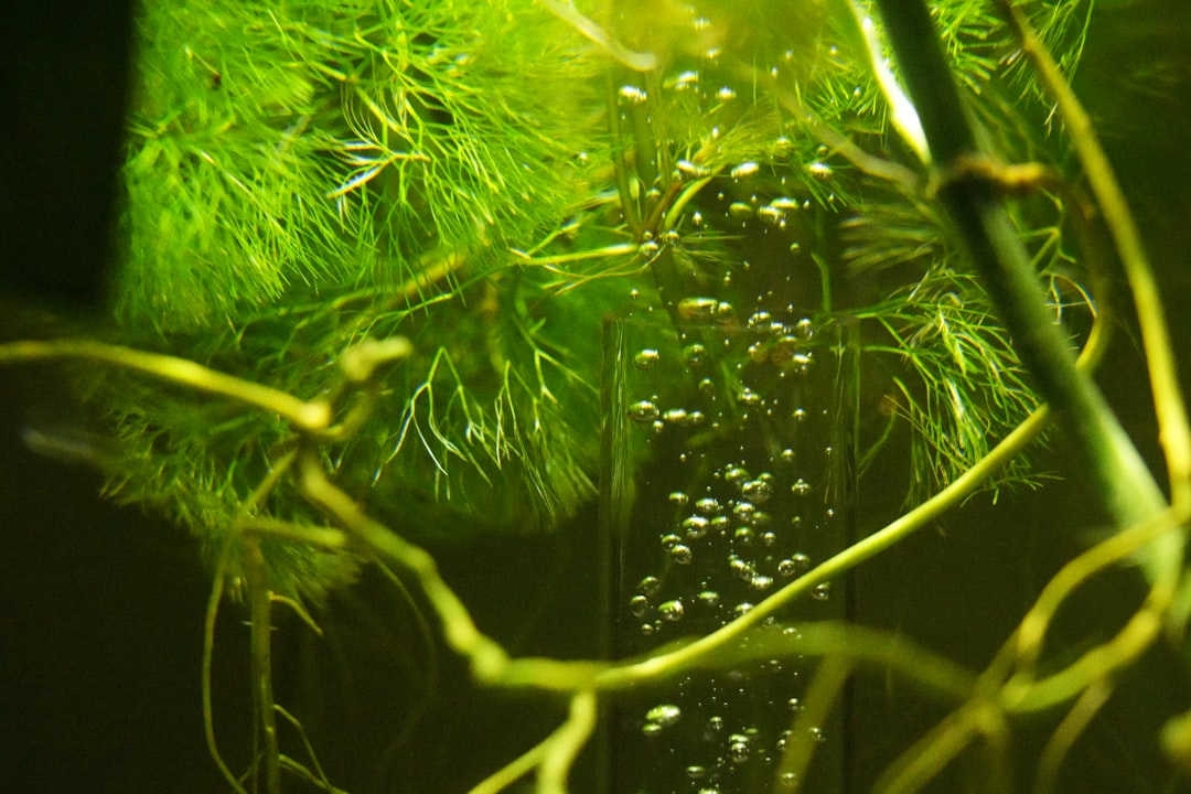 Top 10 Easy Aquarium Plants for Beginners