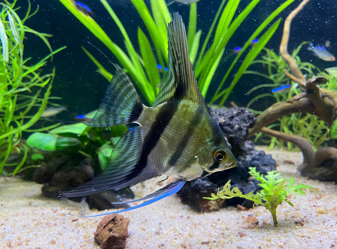 Fish Tank Maintenance Tips: The Complete Guide for Beginners