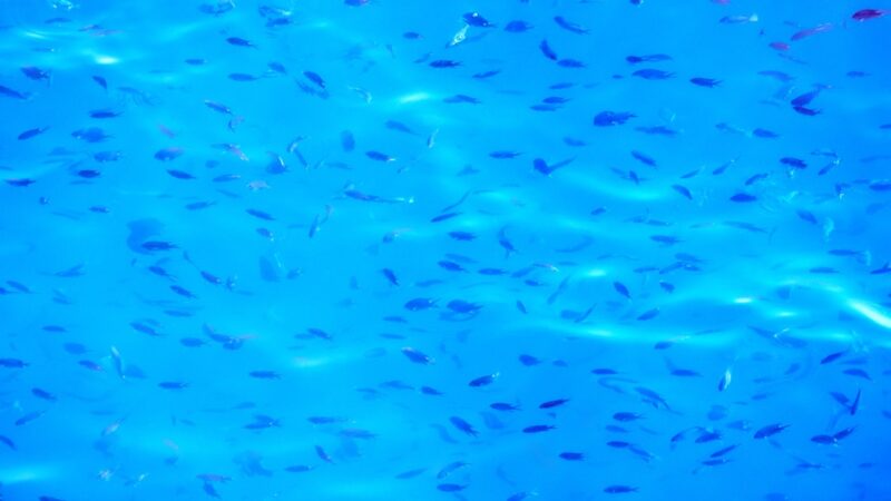 Galaxy Rasbora Care Guide: The Tiny Jewel of Planted Tanks