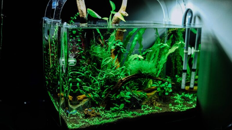 How to Set Up Your First Planted Aquarium in Singapore