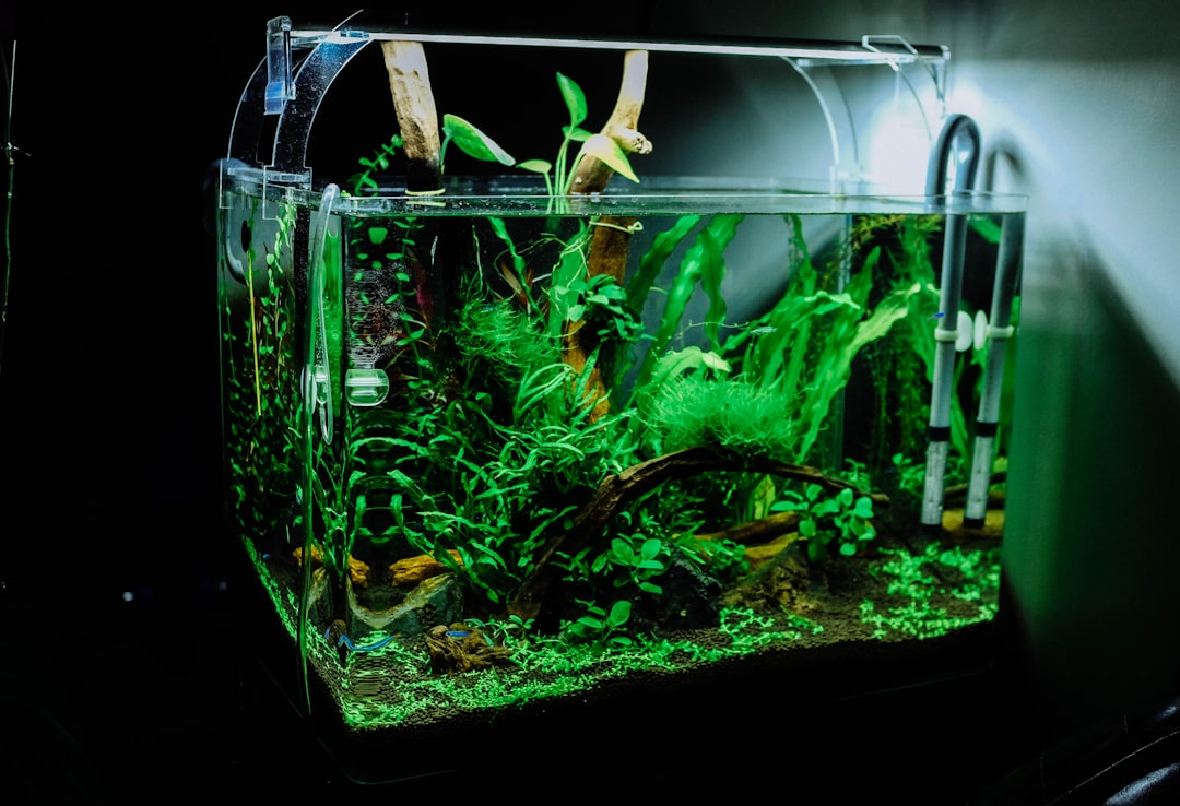 How to Set Up Your First Planted Aquarium in Singapore
