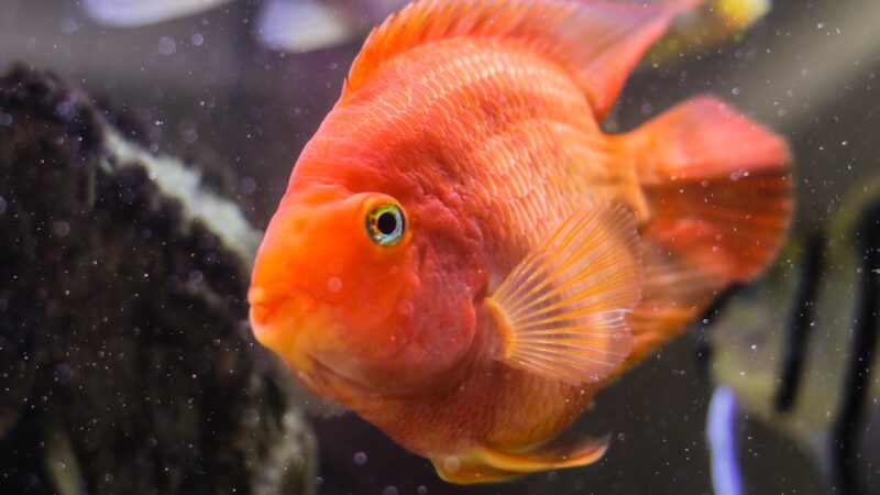 Blood Parrot Cichlid Care Guide: The Controversial Hybrid