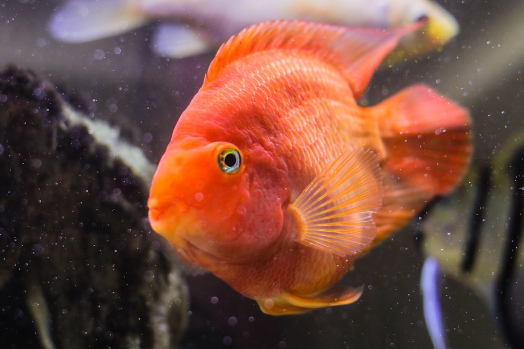 Blood Parrot Cichlid Care Guide: The Controversial Hybrid
