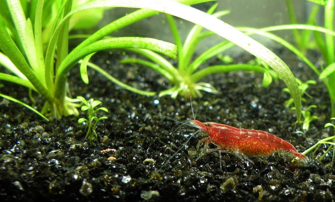 blue bolt shrimp breeding freshwater shrimp aquarium — featured image for blue bolt shrimp breeding guide