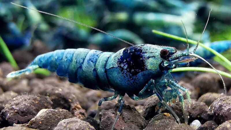 Blue Bolt Shrimp Care Guide: The Crown Jewel of Caridina