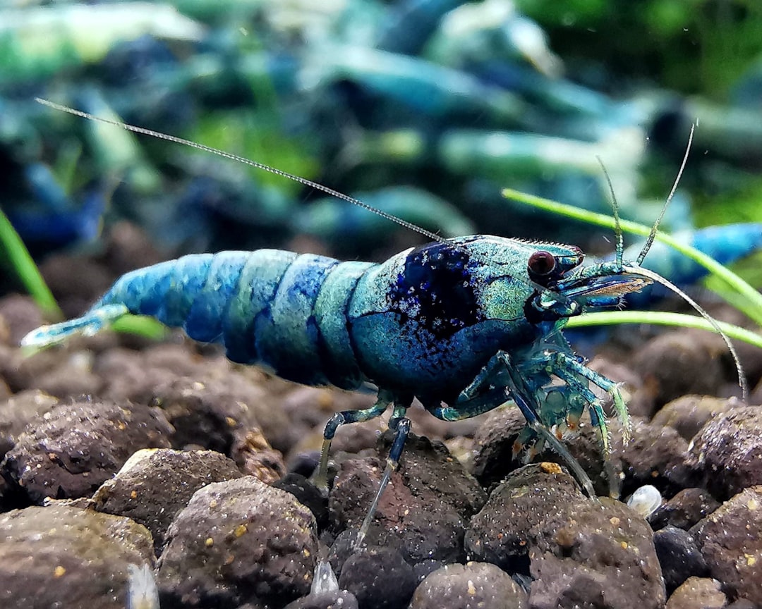Blue Bolt Shrimp Care Guide: The Crown Jewel of Caridina
