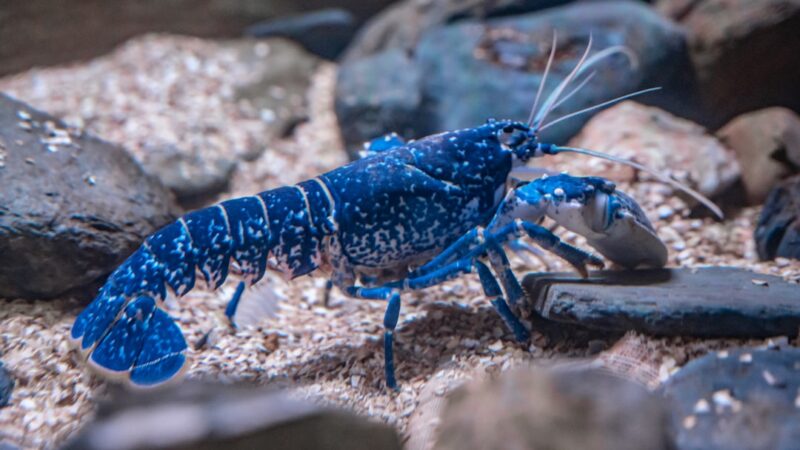 Blue Crayfish Care Guide: Bold, Bright and Burrowing