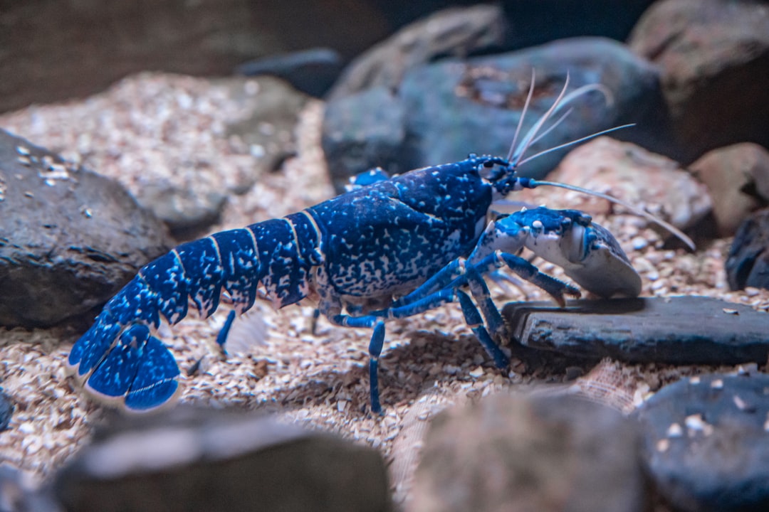 Blue Crayfish Care Guide: Bold, Bright and Burrowing