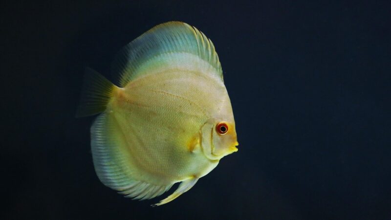 discus, fish, aquarium, nature, animal, pet, marine life, underwater, swim