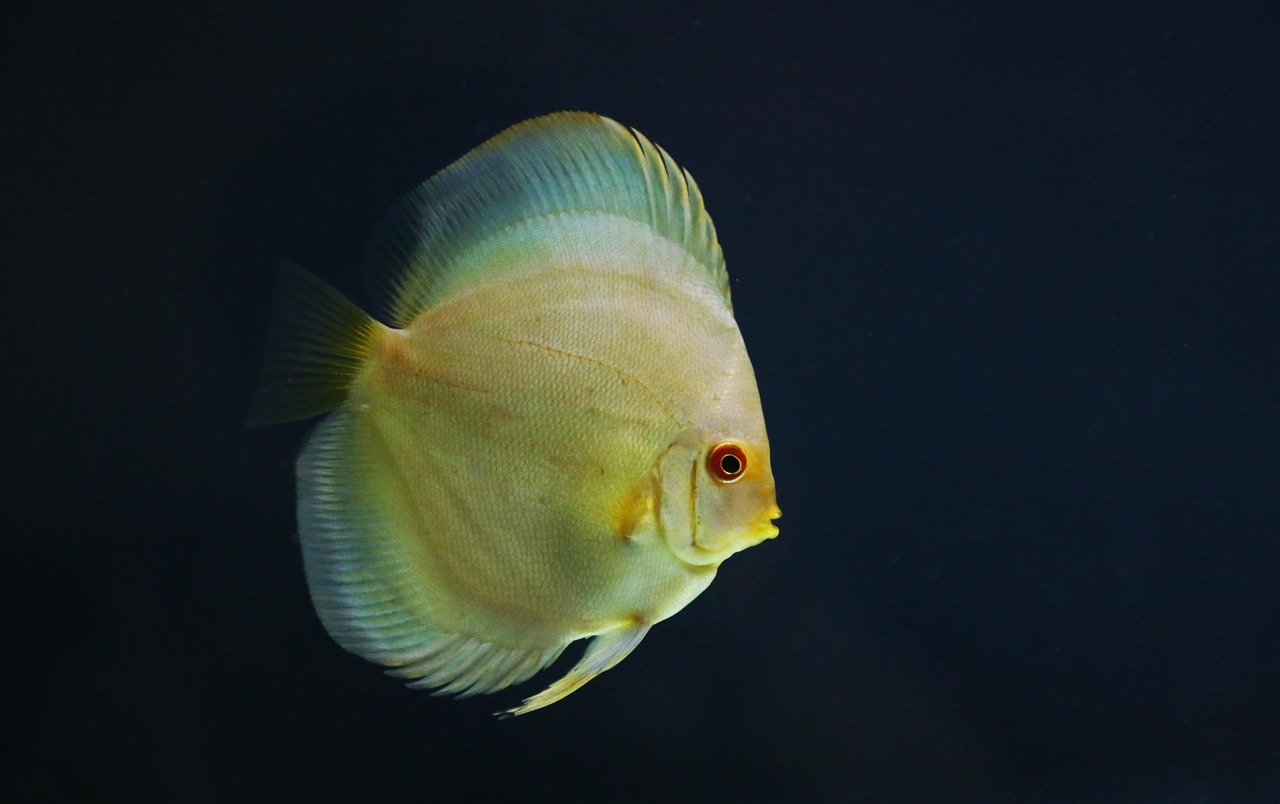 discus, fish, aquarium, nature, animal, pet, marine life, underwater, swim
