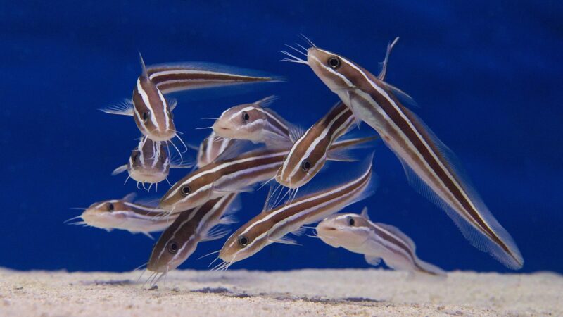 catfish, aquarium, school, underwater, fish, freshwater, marine, nature, aquatic, blue school, blue fish