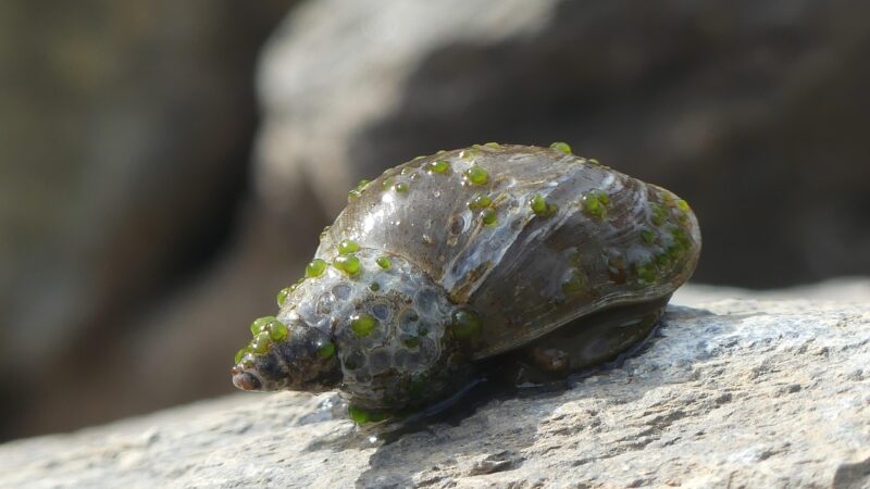 Blue Ramshorn Snail Care Guide: Colourful and Prolific