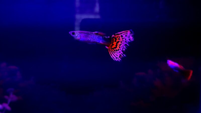 a fish that is swimming in some water