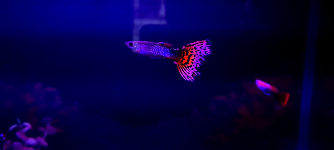 a fish that is swimming in some water