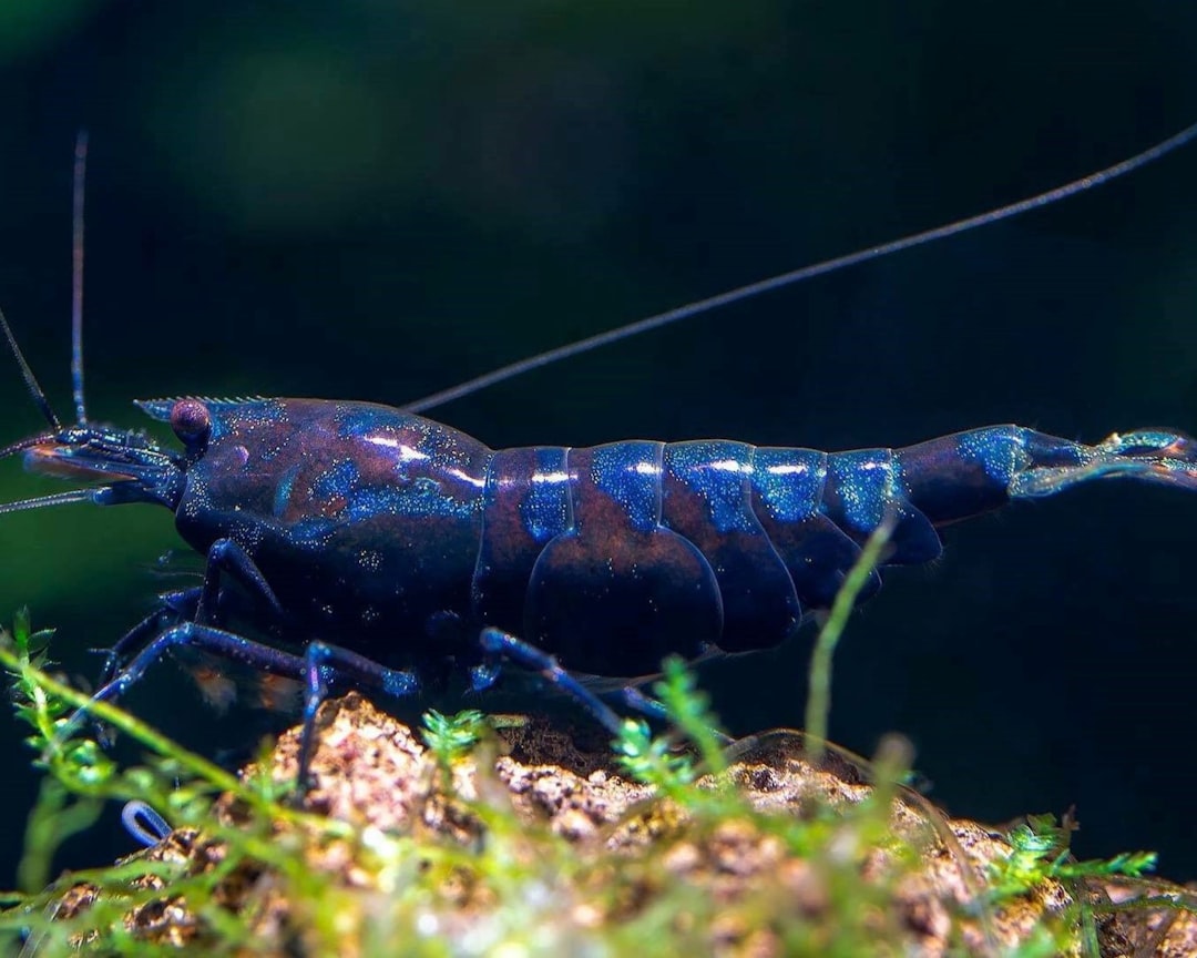 Blue Velvet Shrimp Care Guide: Striking Colour for Any Tank