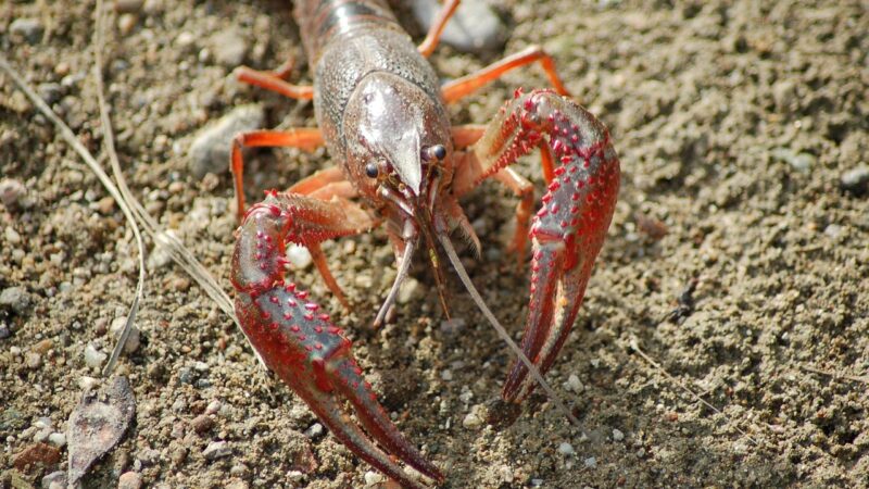 freshwater crayfish, shrimp killer, shrimp of louisiana, procambarus clarkii, claws
