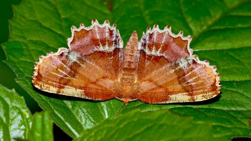 Bolbitis Heudelotii Care Guide: The African Water Fern