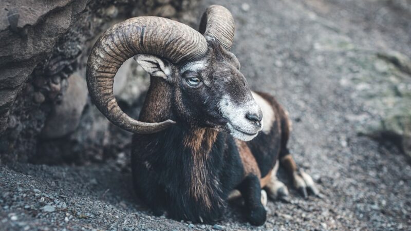 Bolivian Ram Care Guide: Hardy and Colourful Dwarf Cichlid