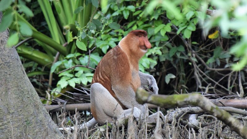 neusaap, borneo, proboscus, animal world, kalimantan, proboscus, kalimantan, kalimantan, kalimantan, kalimantan, kalimantan