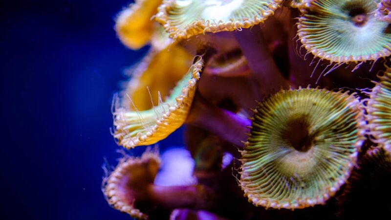 brackish substrate aragonite coral reef aquarium — featured image for brackish substrate aragonite coral sand