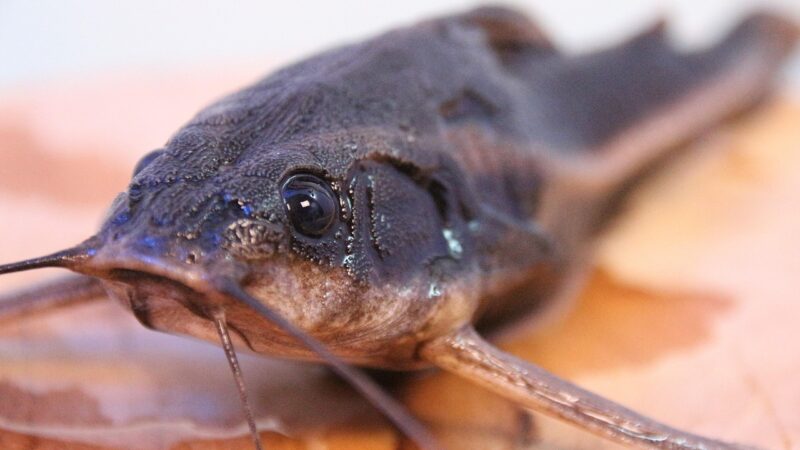 line of thorny catfish, fish, catfish, aquarium, animal, freshwater, wildlife, nature, pond, catfish, catfish, catfish, catfi