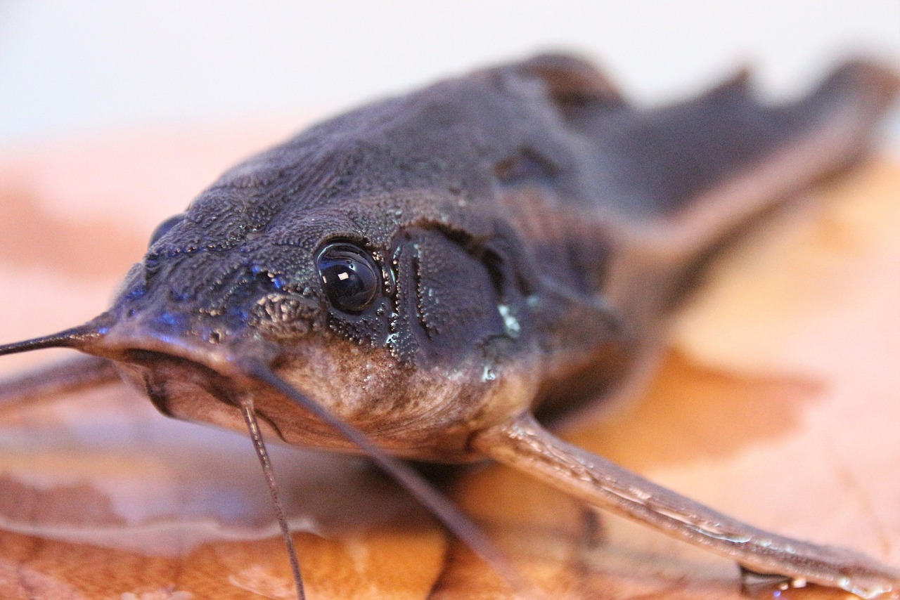 line of thorny catfish, fish, catfish, aquarium, animal, freshwater, wildlife, nature, pond, catfish, catfish, catfish, catfi
