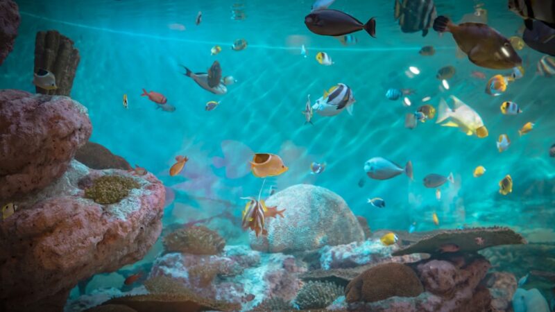 Bristletooth Tomini Tang Care Guide: Reef Safe Algae Grazer